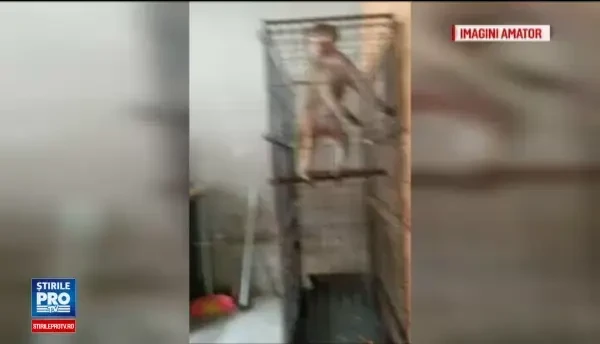 Specie exotica de maimuta, gasita intr-un apartament din Rahova. Ce boli grave poate transmite acest animal