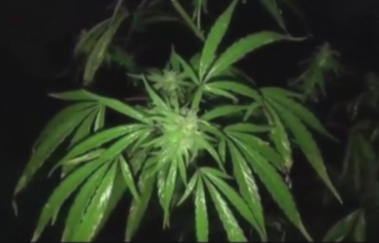 O companie a cumpărat un oraș întreg, ca să îl transforme în destinație turistică pentru ... canabis