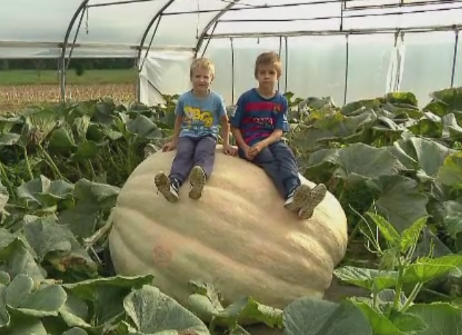 Dovleacul care cantareste 630 de kilograme, in gradina unei familii din Slovenia. Care este secretul cultivatorilor