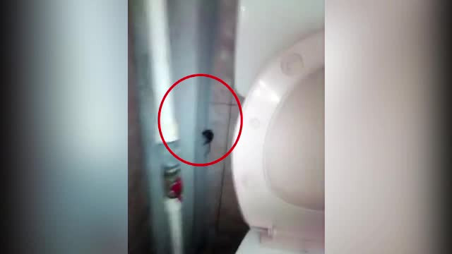 Dezinsectie generala "de succes" la Spitalul din Aiud. Soarecii se plimba iar prin toaleta, iar gandacii au revenit in paturi