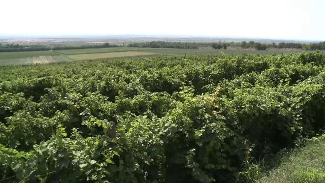 Vinurile romanesti, mai scumpe cu 10%. Localnicii care culegeau strugurii au preferat ajutoarele sociale in locul muncii