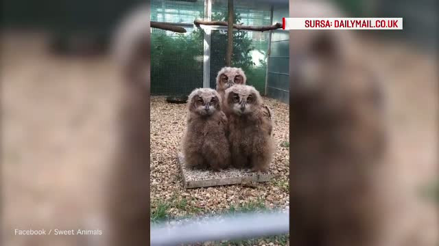 Trei pui de cucuvea au facut spectacol la o gradina zoologica. Motivul pentru care au inceput sa se miste de parca dansau