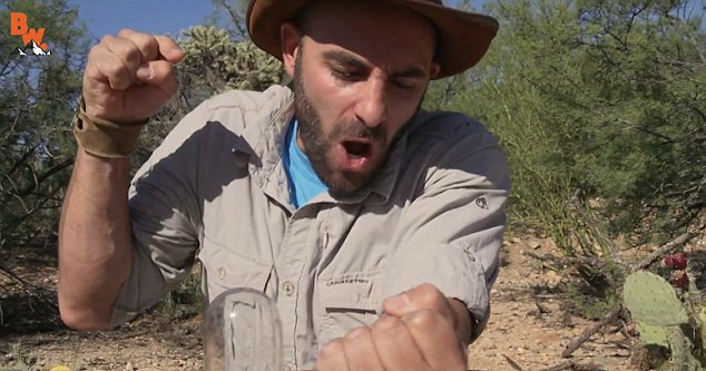 S-a lasat intepat de una dintre cele mai periculoase viespi din lume. Ce s-a intamplat cu barbatul in secunda urmatoare.VIDEO