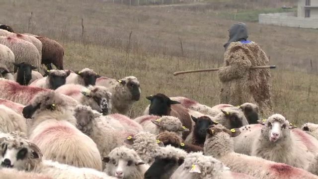 Un copil de 13 ani ar fi fost rapit si obligat sa munceasca la o stana. Matusa: "L-au amenintat ca il omoara"