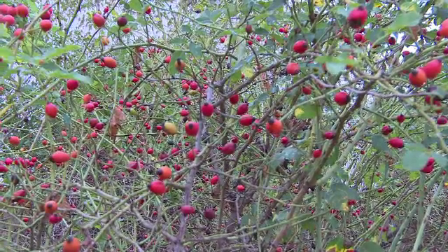 Circuitul maceselor in Europa. Romanii le vand germanilor cu un leu pe kilogram, iar apoi se intorc la alte preturi