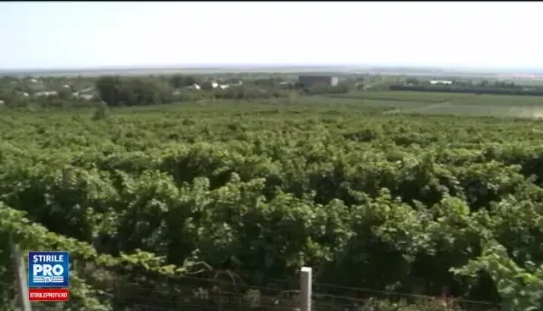 Vinurile romanesti, mai scumpe cu 10%. Localnicii care culegeau strugurii au preferat ajutoarele sociale in locul muncii