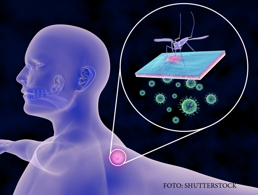 O batrana din Braila a murit din cauza infectarii cu virusul West Nile