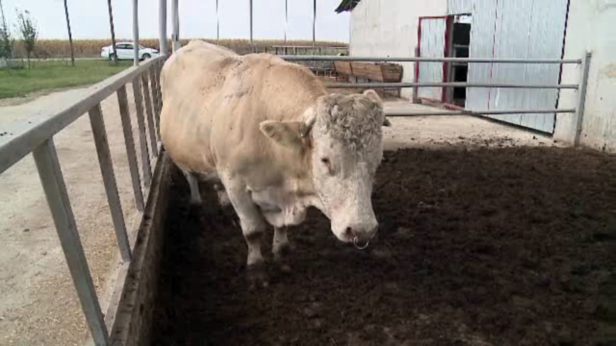 Vacar ucis de un taur despre care doar proprietarul crede ca nu e agresiv. "Plecau oamenii din sat din cauza lui"