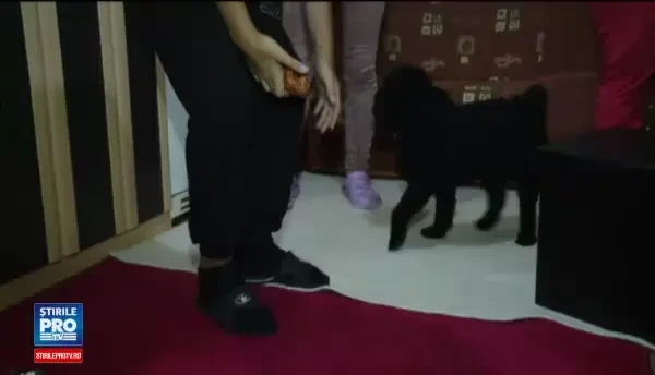 Boti are 11 ani si sufera de autism, dar parintii nu-si permit sa plateasca terapiile. Orice ajutor este binevenit pentru ei