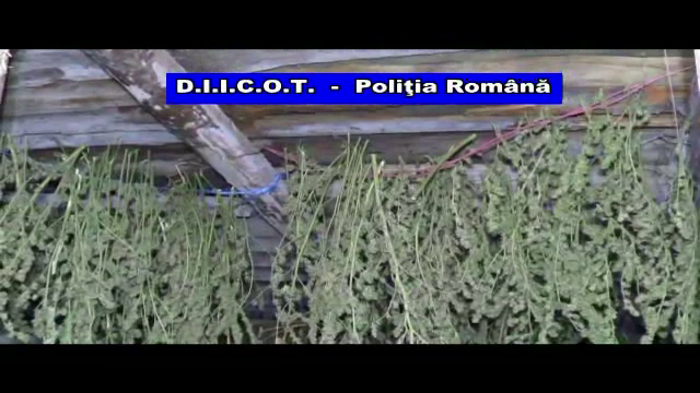 Un "gradinar" din Galati a fost prins cu 31 de kilograme de cannabis. De unde facuse rost de seminte si cat a dat pe ele