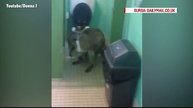 Ce cauta acest cangur in toaleta unui complex hotelier din Australia. Barbatul care a intrat peste el a filmat intreaga scena