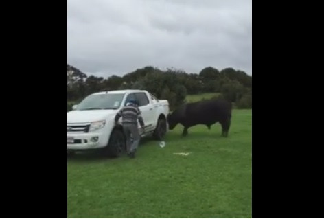 Scene de groaza pentru un tanar, care isi filmeaza tatal de 81 de ani incercand sa alunge un taur: "Tata, nu fii tampit!"