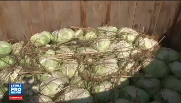 Romania, printre primii 10 producatori mondiali de varza. Cele mai bune retete ale bucovinenilor si ardelenilor