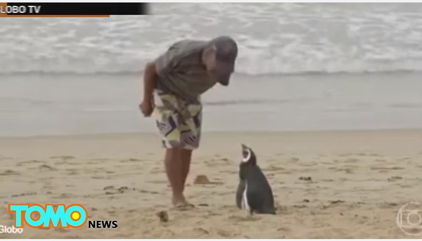 Un pescar l-a salvat de la moarte, iar in fiecare an pinguinul face un gest impresionant pentru batranul de 71 de ani VIDEO
