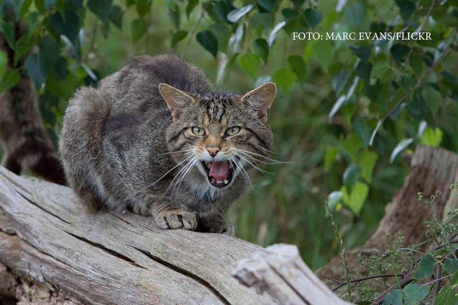 Guvernul Australiei vrea să arunce cârnați otrăviți din avion, ca să ucidă mii de pisici