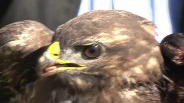Uliu care face parte dintr-o specie protejata, salvat de pe marginea drumului. "E unul dintre cei mai eficace vanatori"