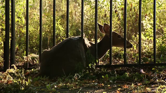 Operatiune de salvare complicata in SUA. O caprioara a fost salvata cu instrumente folosite de trupele SWAT