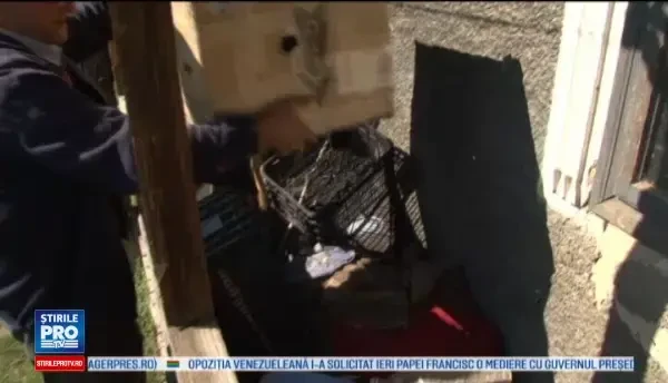 Uliu care face parte dintr-o specie protejata, salvat de pe marginea drumului. E unul dintre cei mai eficace vanatori