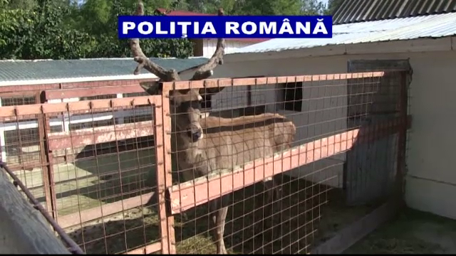 Gradina zoologica din curtea unui galatean. Cate specii de animale detinute ilegal au gasit politistii