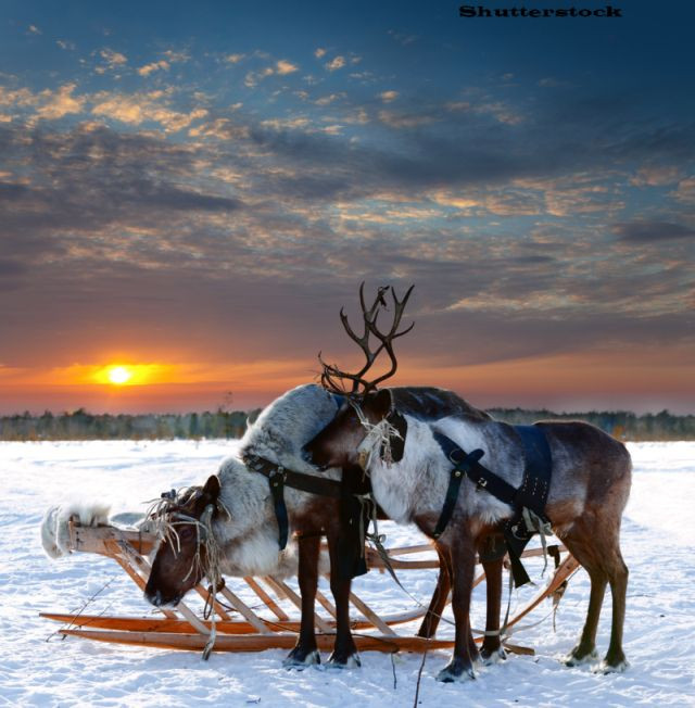 250.000 de reni ar putea fi ucisi in Siberia. Autoritatile vor sa previna raspandirea bolii "zombie"