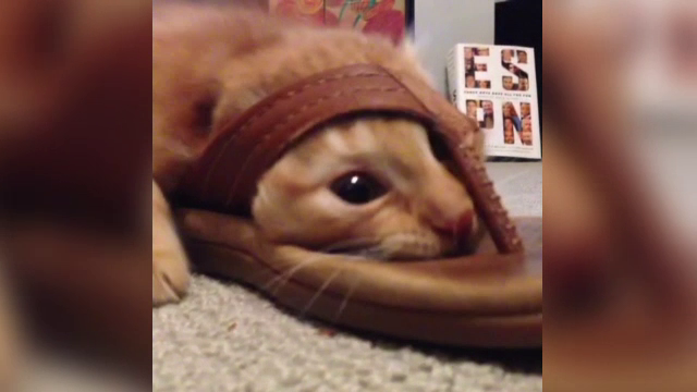 Cum isi omoara timpul cea mai plictisita pisica din lume. Mii de oameni s-au amuzat cand au vazut imaginile filmate