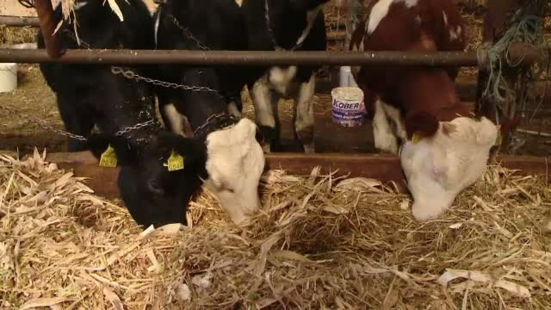 "Laptele romanesc este pe cale de disparitie". Motivul pentru care fermierii sunt nevoiti sa renunte la vacile de lapte