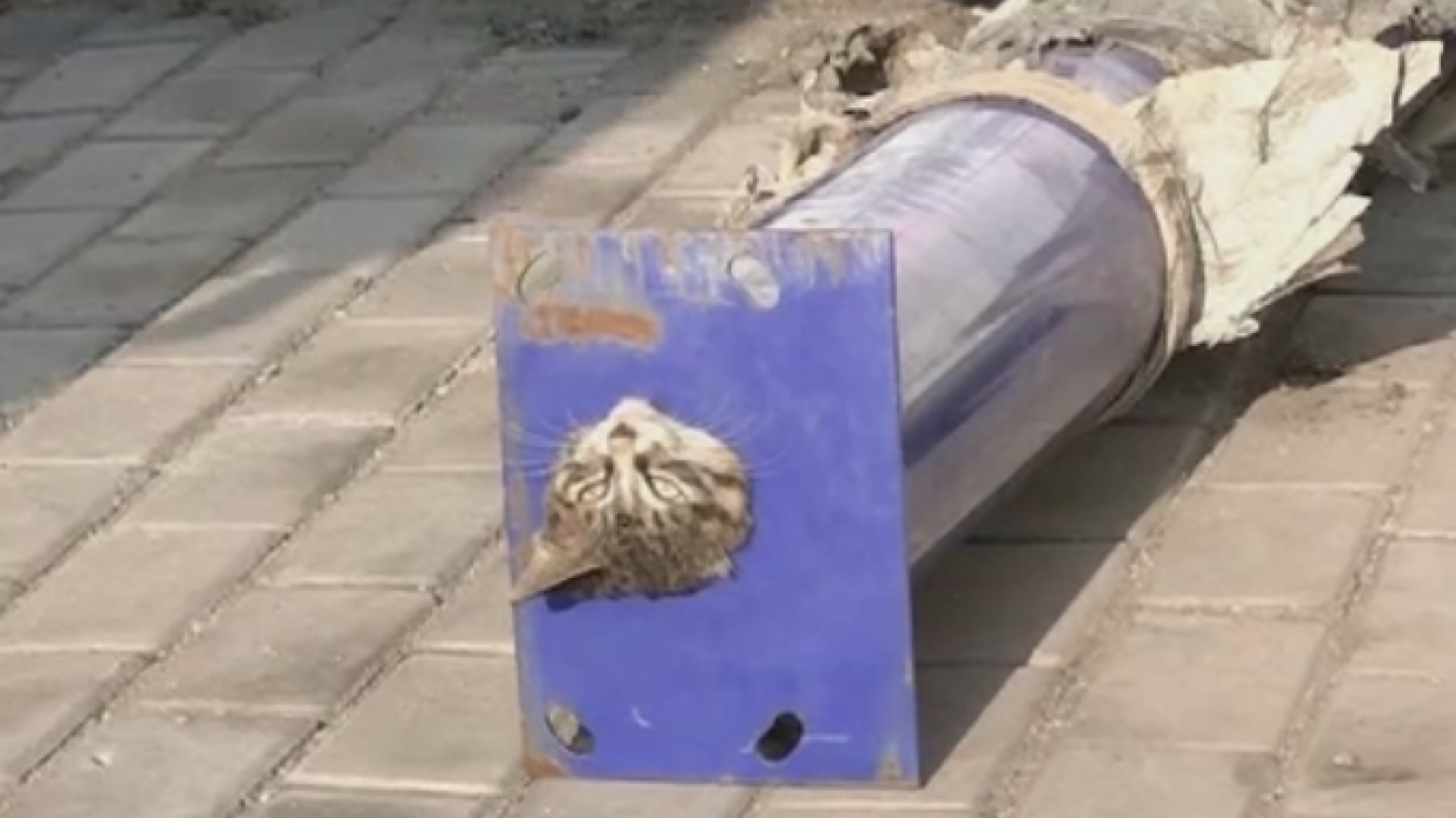 O pisica a ramas cu gatul intepenit intr-o teava. Modalitatea prin care pompierii au reusit sa o elibereze. VIDEO