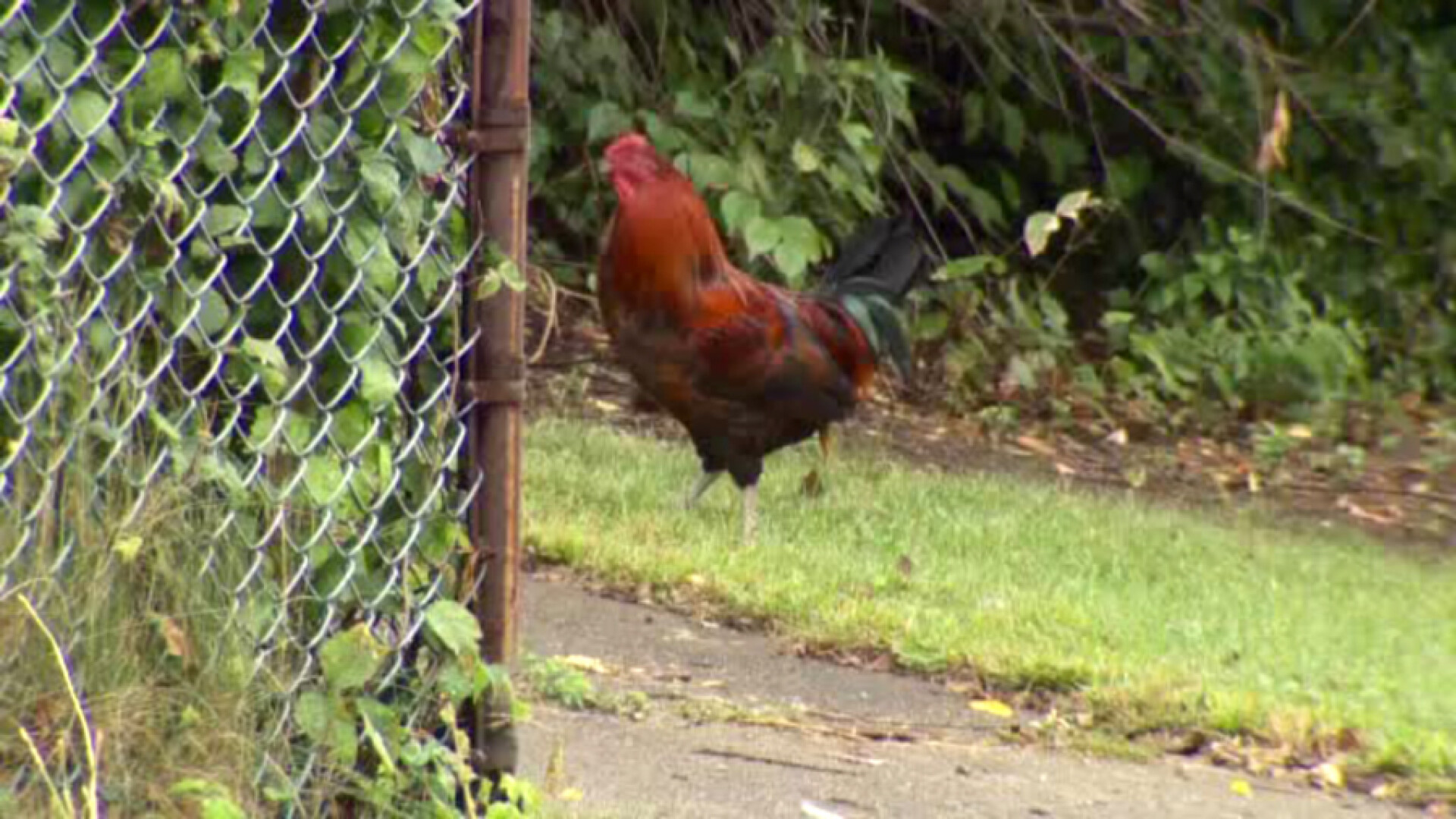 Cocosul "maidanez" care a terorizat un oras din America. Nimeni nu a reusit pana acum sa-l prinda