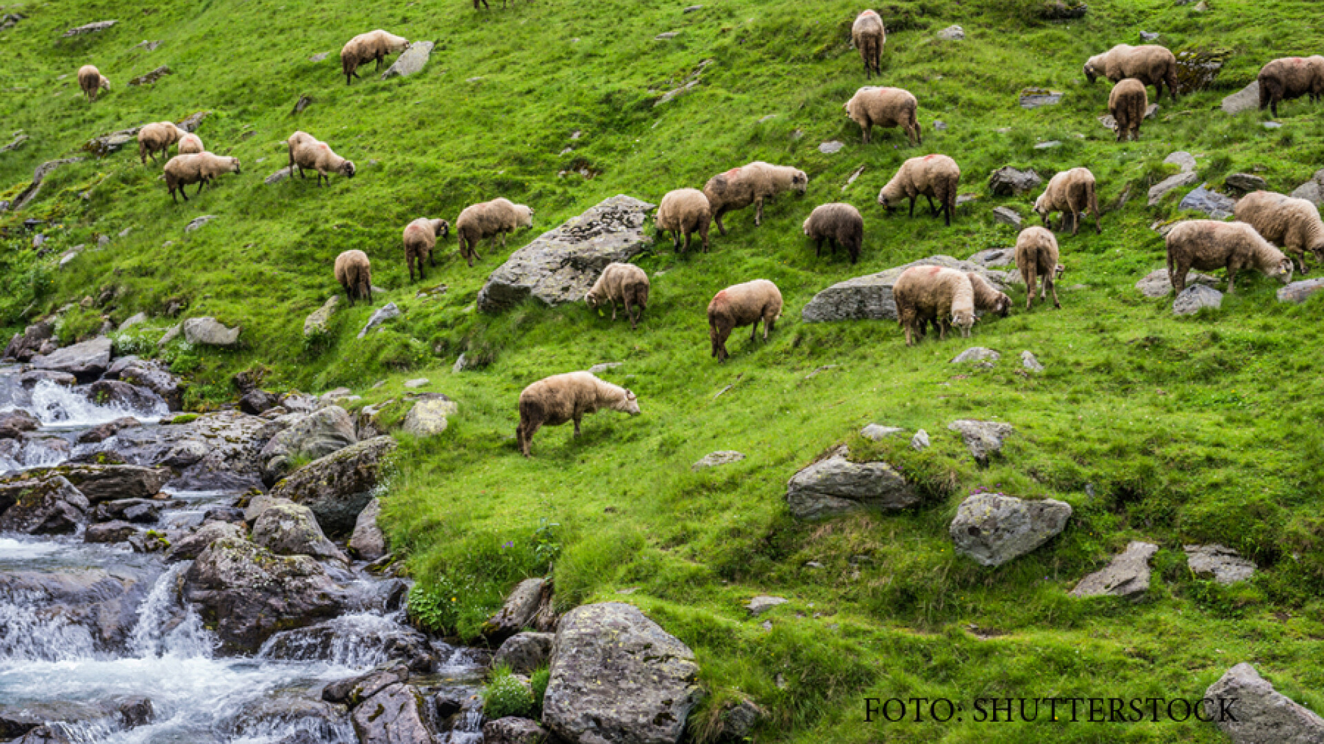 Cum s-au imbogatit zeci de primari din subventii ilegale de la UE. Bani incasati pe animale moarte de ani de zile