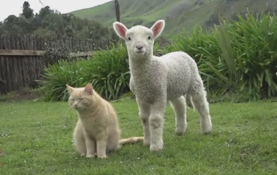 Prietenia inedita dintre un motan si 7 miei. Povestea lor a ajuns in presa internationala