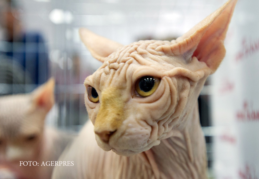 Concurs de frumusete felina, in Capitala. Care este cea mai controversata rasa de pisici