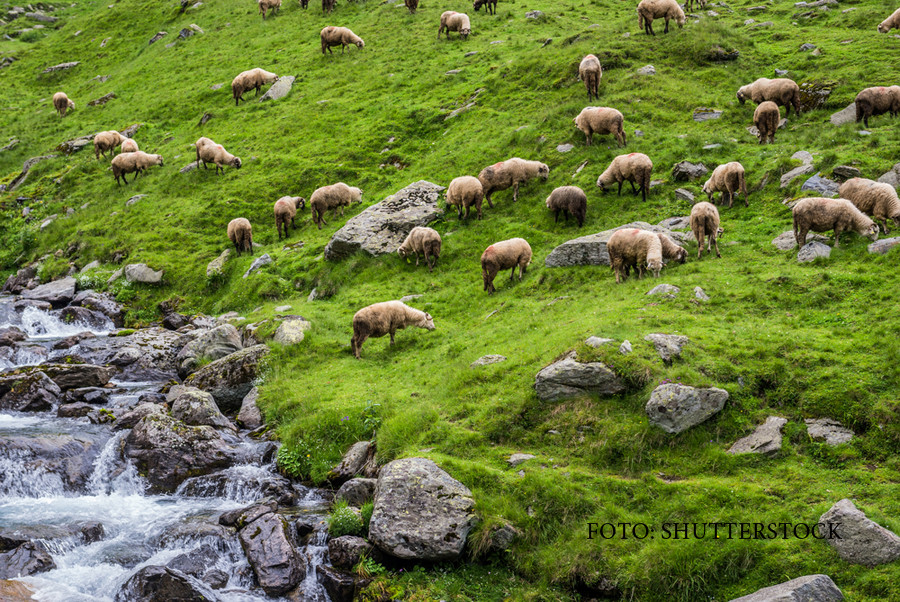 Romania, te iubesc, 2 octombrie. FILIERA VERDE, partea I