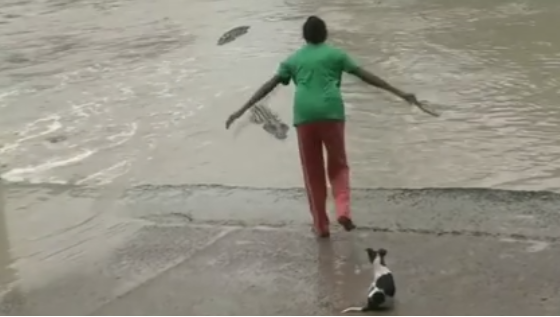 O femeie din Australia, filmata in timp ce pune pe fuga un crocodil cu un... papuc. VIDEO