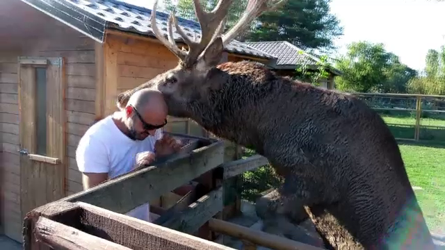 Viorel, cerbul carpatin de la rezervatia din Constanta care ii pupa pe toti vizitatorii. Pe unii ii ia si in brate