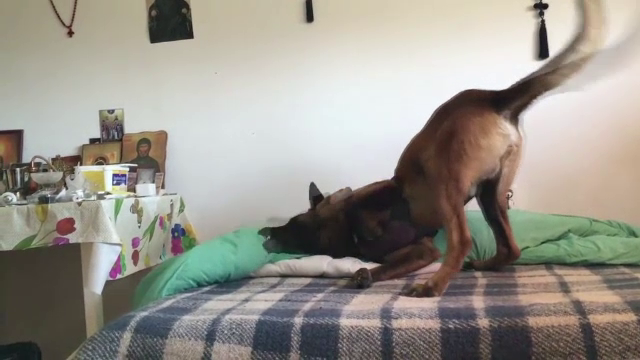 Cainele Tey, scos la licitatie de politie dupa ce a picat "testele de curaj", a ajuns la manastire. Cum a fost filmat