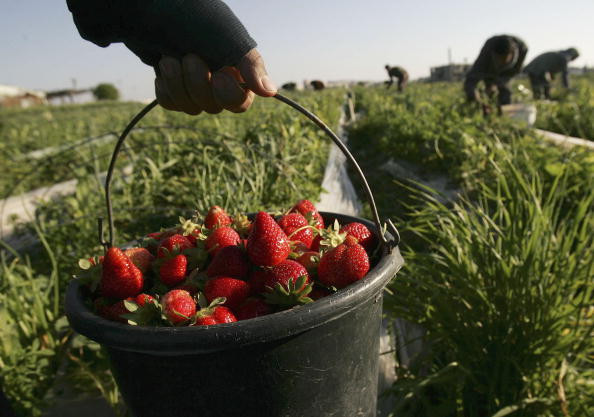 Deputat britanic, despre romani: "Poate nu sunt in stare sa utilizeze telefoane mobile, dar sunt buni la culesul capsunilor"