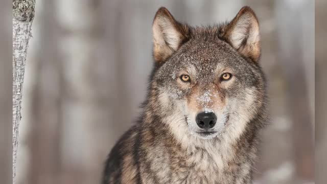 Ordinul care permitea vanarea a 1700 de ursi si lupi, retras dupa reportajul ProTV. Doar SUAS va mai putea impusca animale