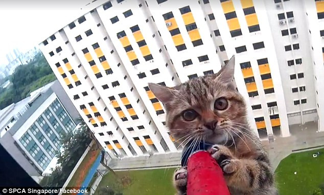 A ramas blocata la etajul 12 al unei cladiri. Ce s-a intamplat cu pisica in timpul operatiunii de salvare. VIDEO