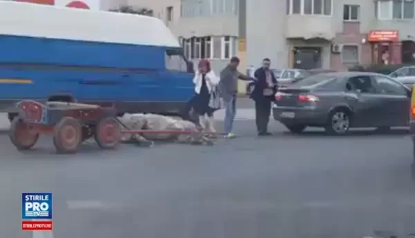 Scene revoltatoare in Constanta: si-a batut calul pentru ca animalul, ranit, nu se putea ridica. Reactia politistilor