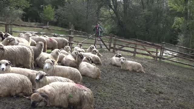 Zeci de oi din Alba, sfasiate de o haita de lupi. La cat se ridica paguba ciobanilor
