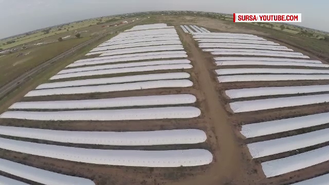 Solutia de depozitare a granelor, de 100 de ori mai ieftina decat un siloz. La ce folosesc aceste benzi albe aparute pe camp