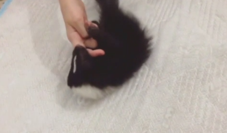 Un pui de sconcs crescut in apartament a devenit celebru dupa ce stapanii au postat imagini cu el pe internet