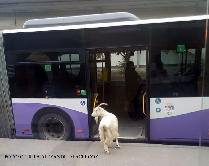 Un tap a vrut sa se plimbe cu autobuzul prin viitoarea Capitala Culturala Europeana. In ce statie s-a asezat