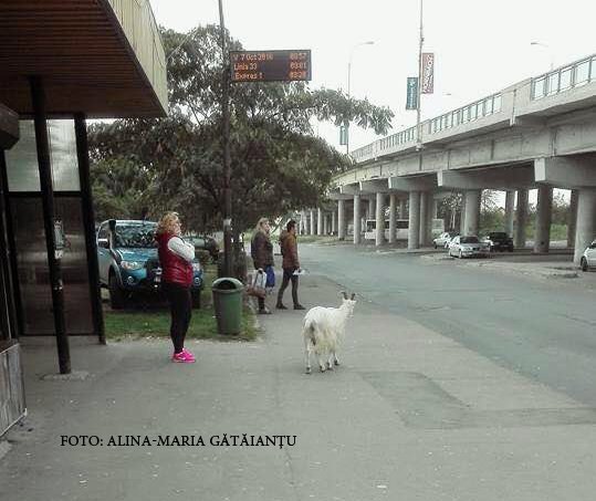 tap autobuz timisoara