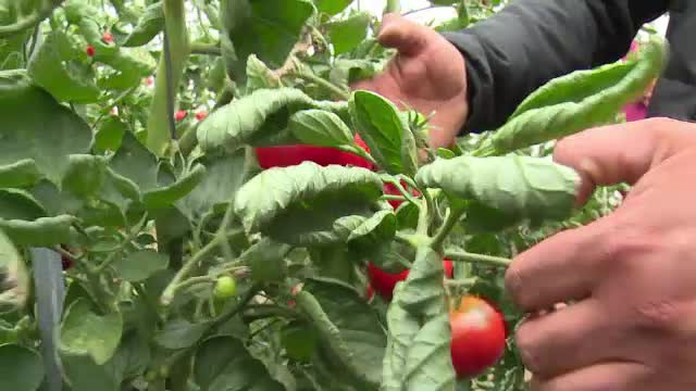 Romanii care au muncit in strainatate sunt fermieri de succes la noi. Secretele pe care le-au adus cu ei de peste hotare