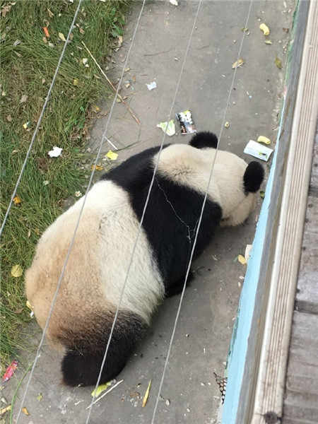 Urs panda, "umilit" la o gradina zoologica din China. Ce a ajuns sa faca simpaticul animal