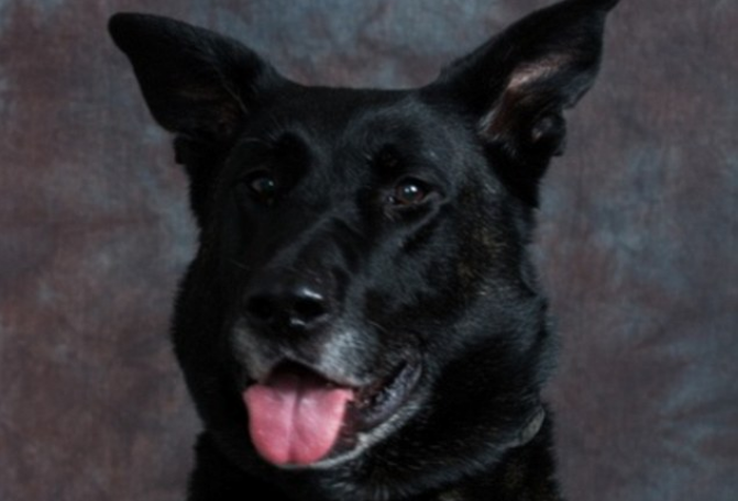 De ce a fost nevoie de un caine al politiei pentru a salva un baietel autist, in varsta de patru ani. Ofiterul nu a reusit