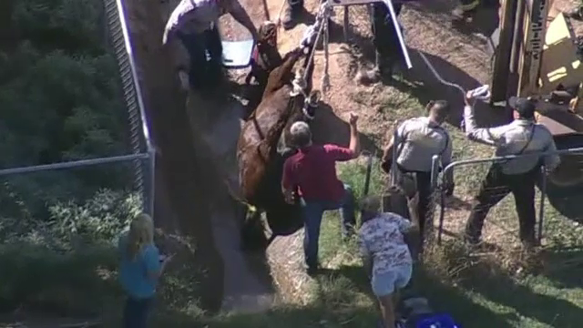 Misiunea de salvare a unui cal din Arizona, care a cazut intr-un sant. Animalul "lucrase" in trecut in politie