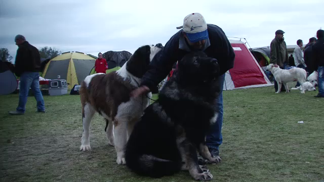 450 de caini se intrec pentru titlul de cel mai frumos exemplar. "Parul trebuie intretinut foarte mult"