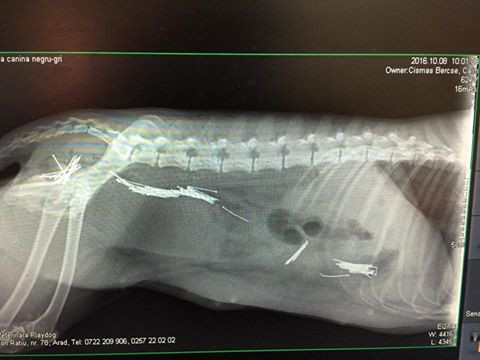 Catelusa gestanta, salvata de la moarte dupa ce stapana i-ar fi dat sa inghita un pumn de cuie. Mesajul dur al veterinarului